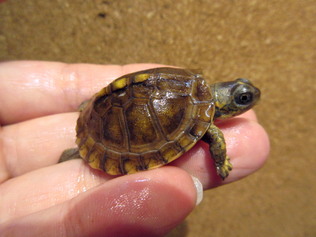 ガルフコーストハコガメ(12)