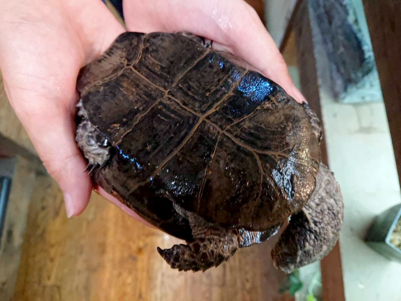 クロハラヘビクビガメ(6)