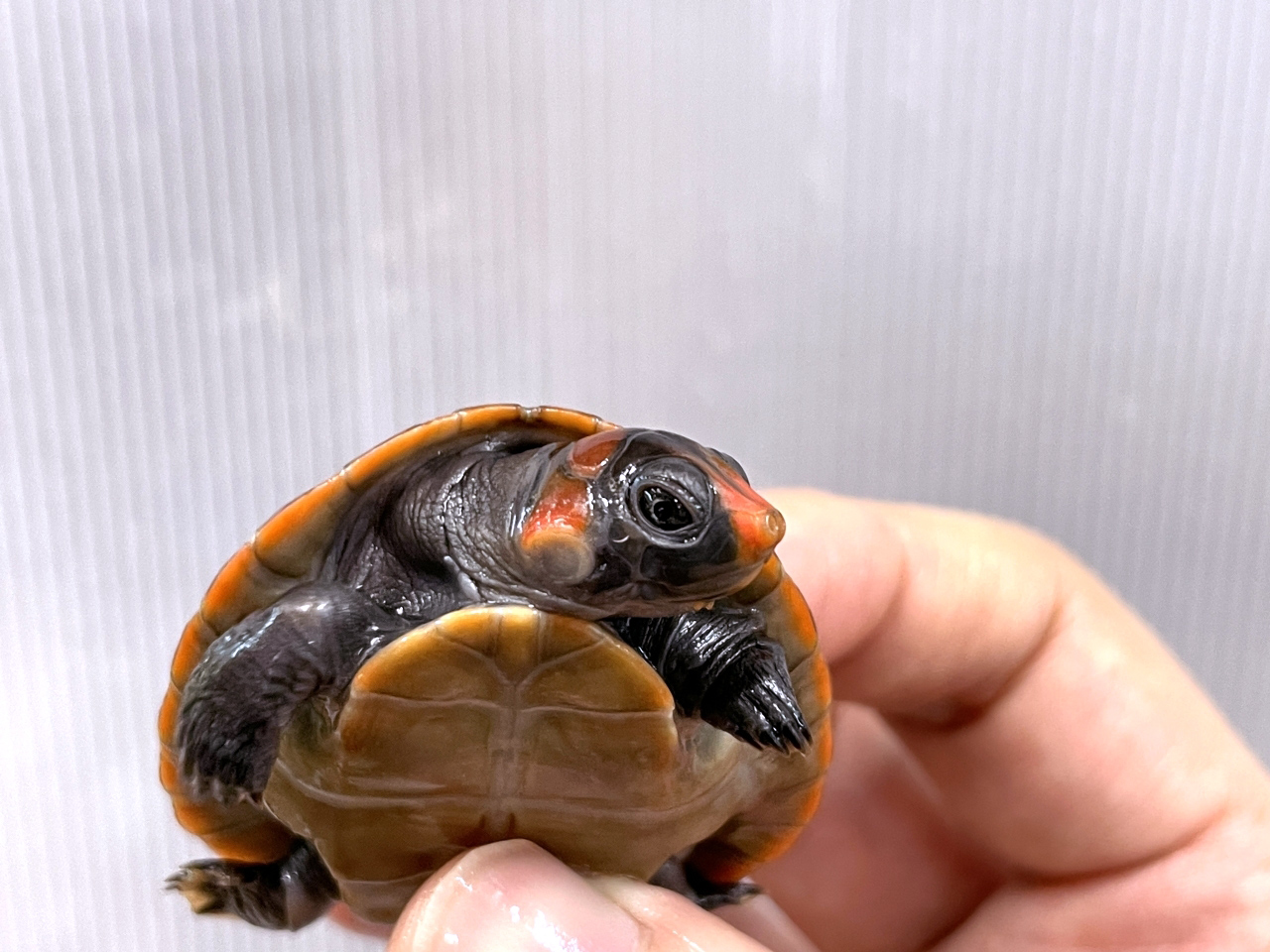 カイエンズアカヨコクビガメ(3)