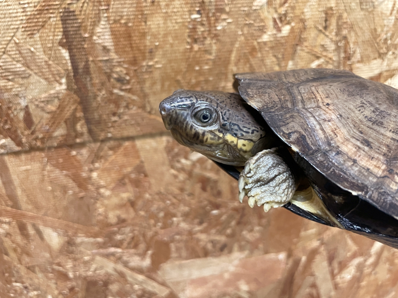 シロガオハコヨコクビガメ(7)