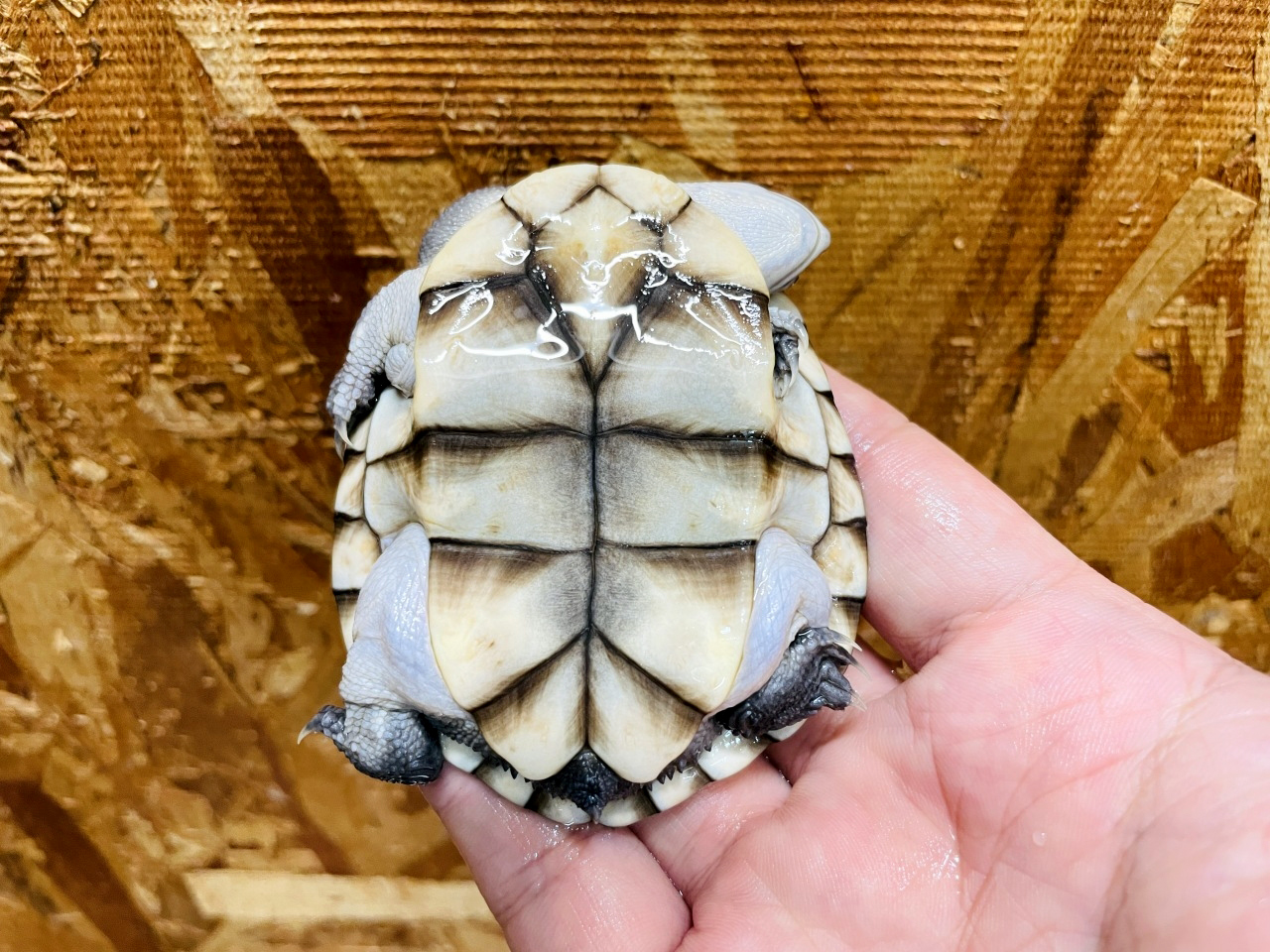 オーストラリアナガクビガメ(4)