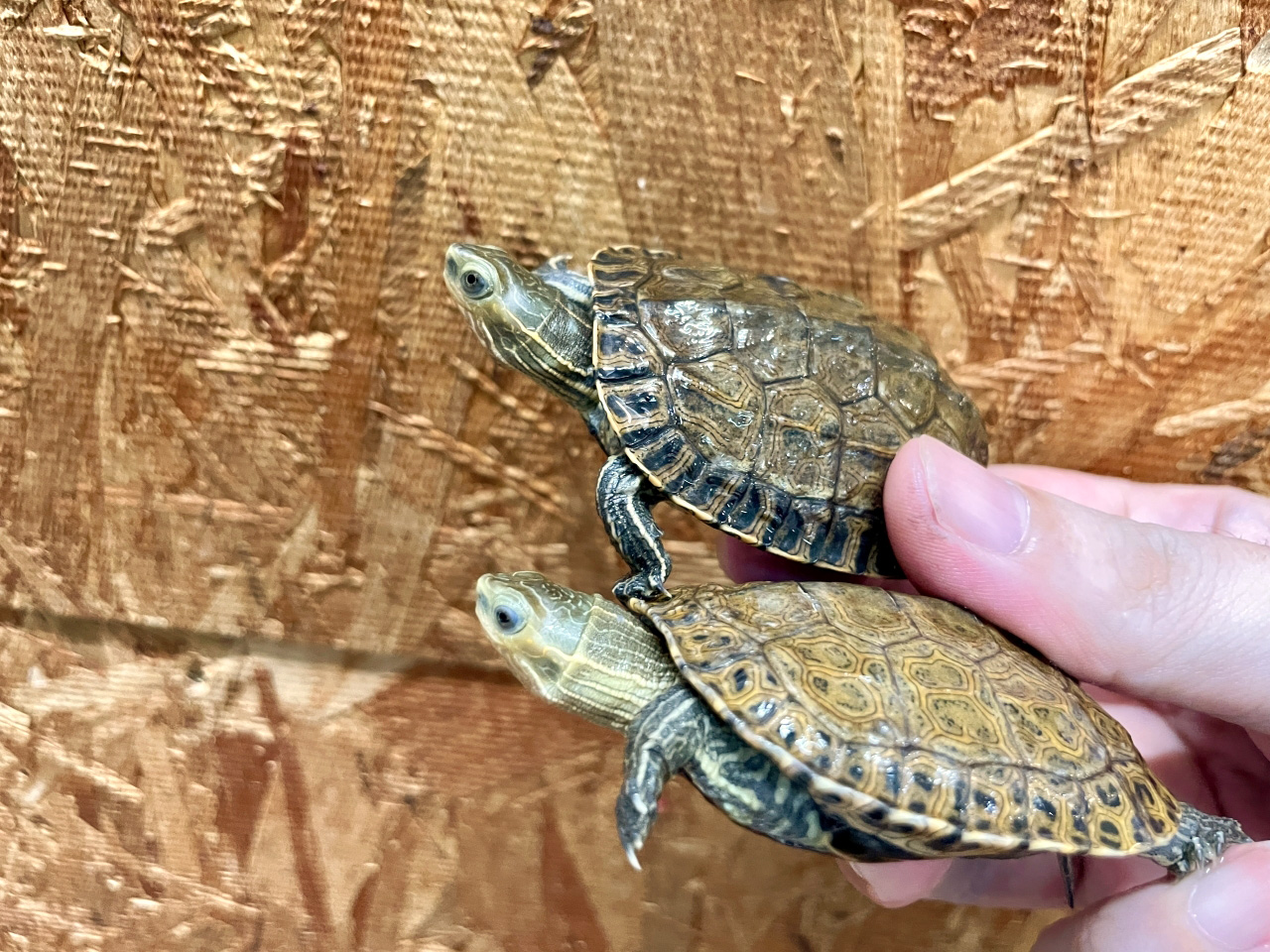 ギリシャイシガメ(8)