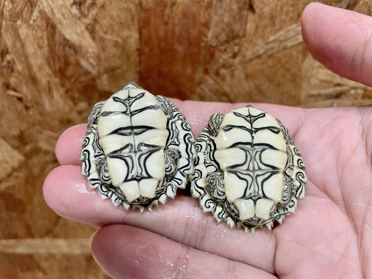 ケイグルチズガメ(10)