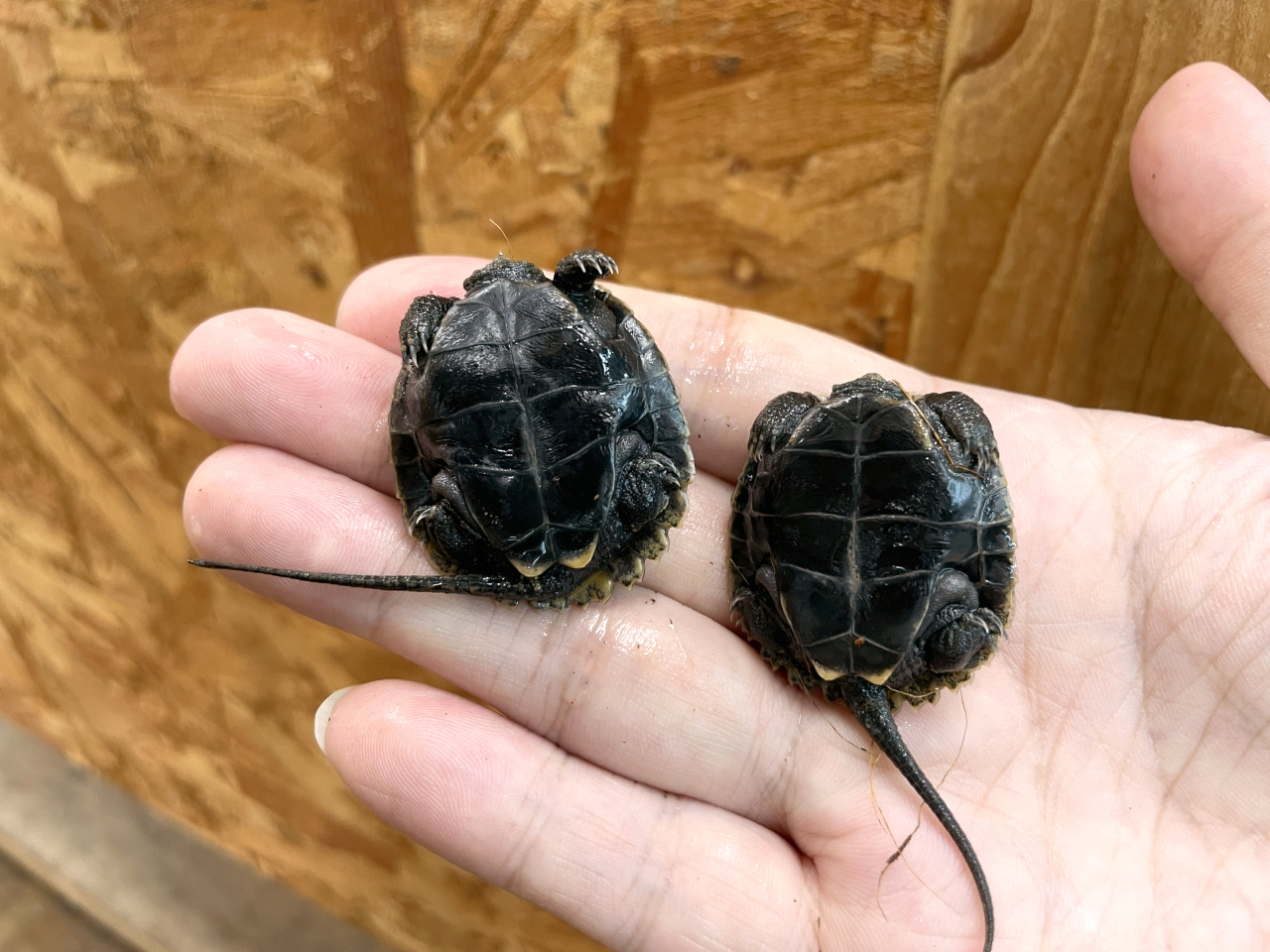 ニホンイシガメ(12)