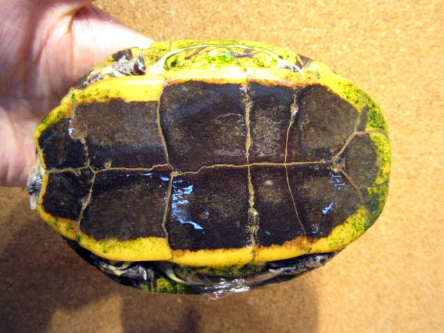 ズアカヒラタヘビクビガメ(10)