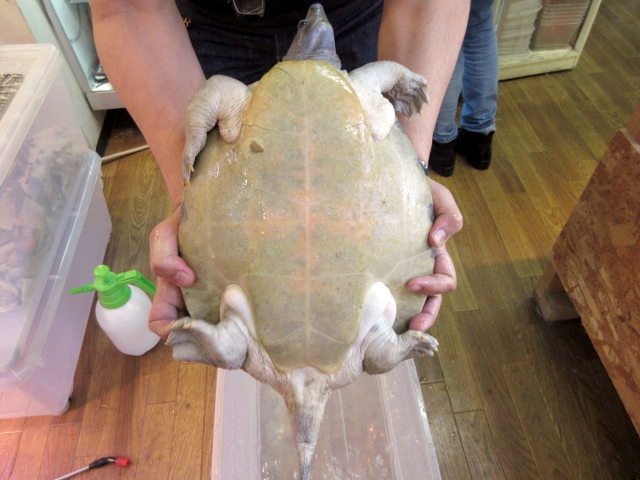 カラグールガメ(12)