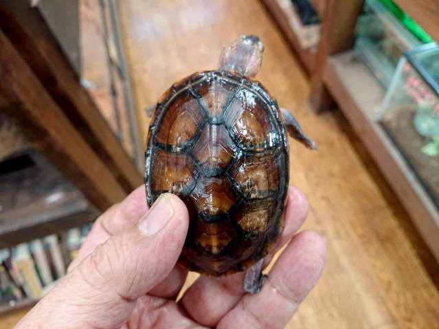 キタシロクチドロガメ