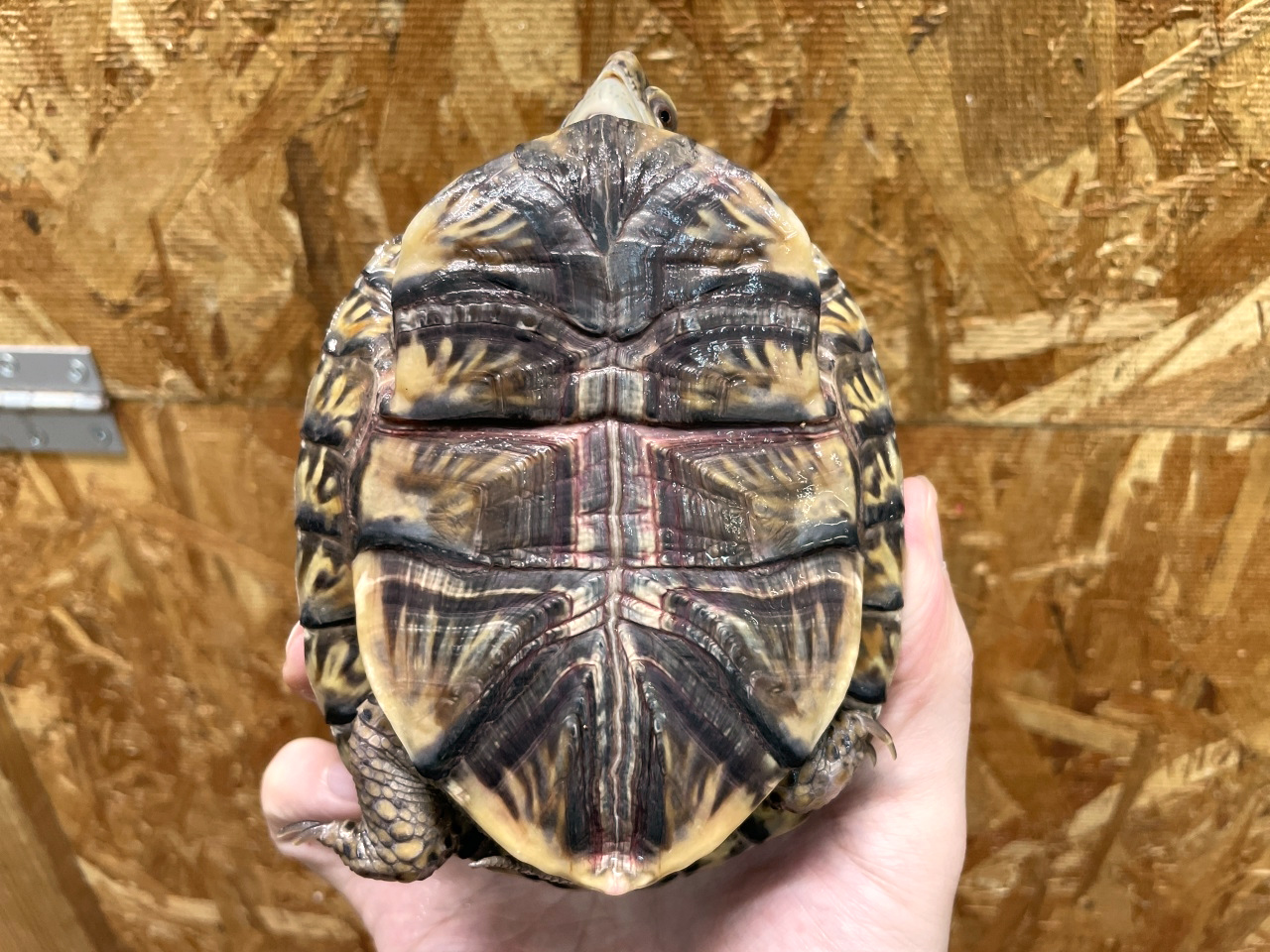 メキシコハコガメ(8)