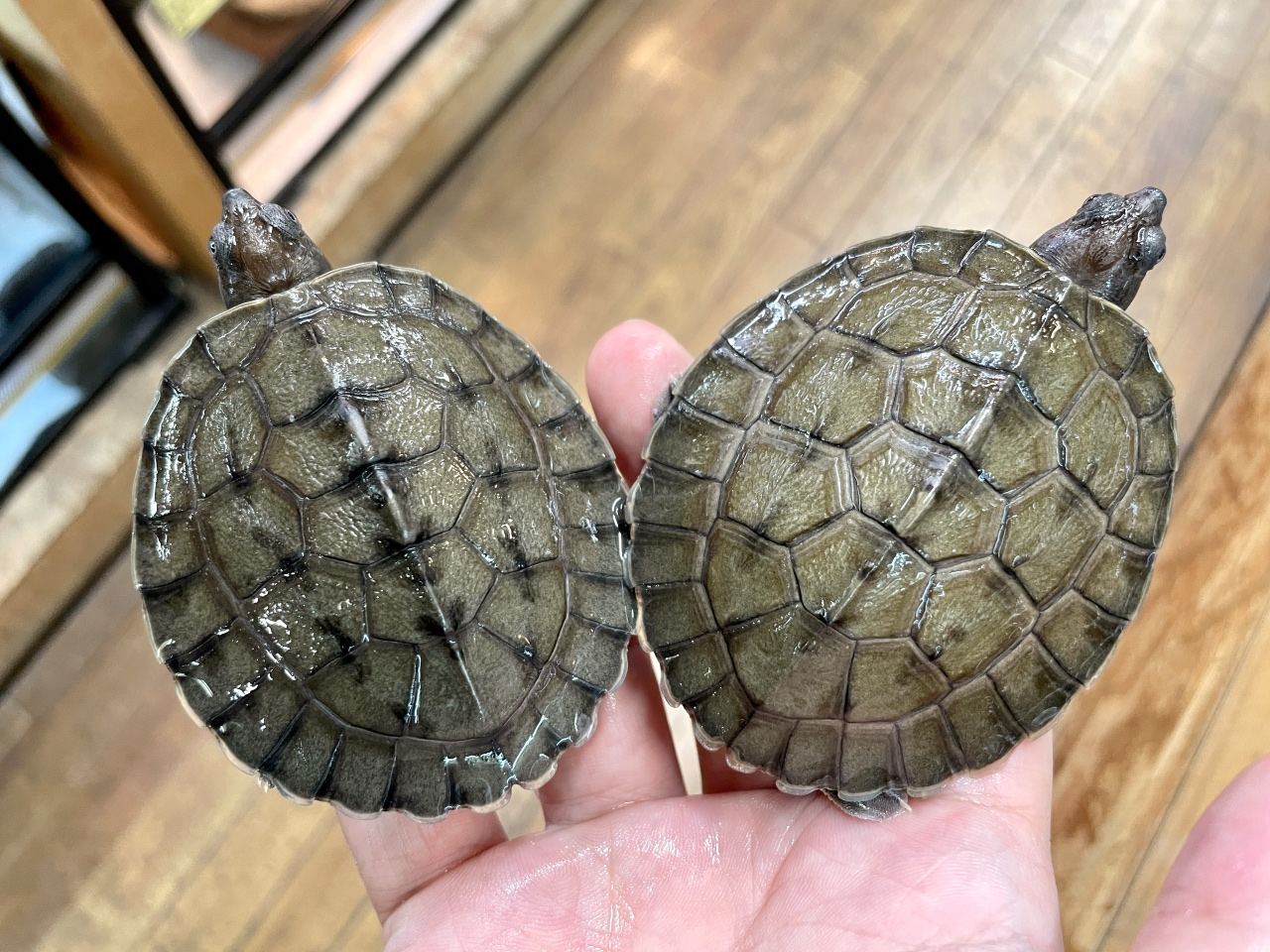 カラグールガメ(5)