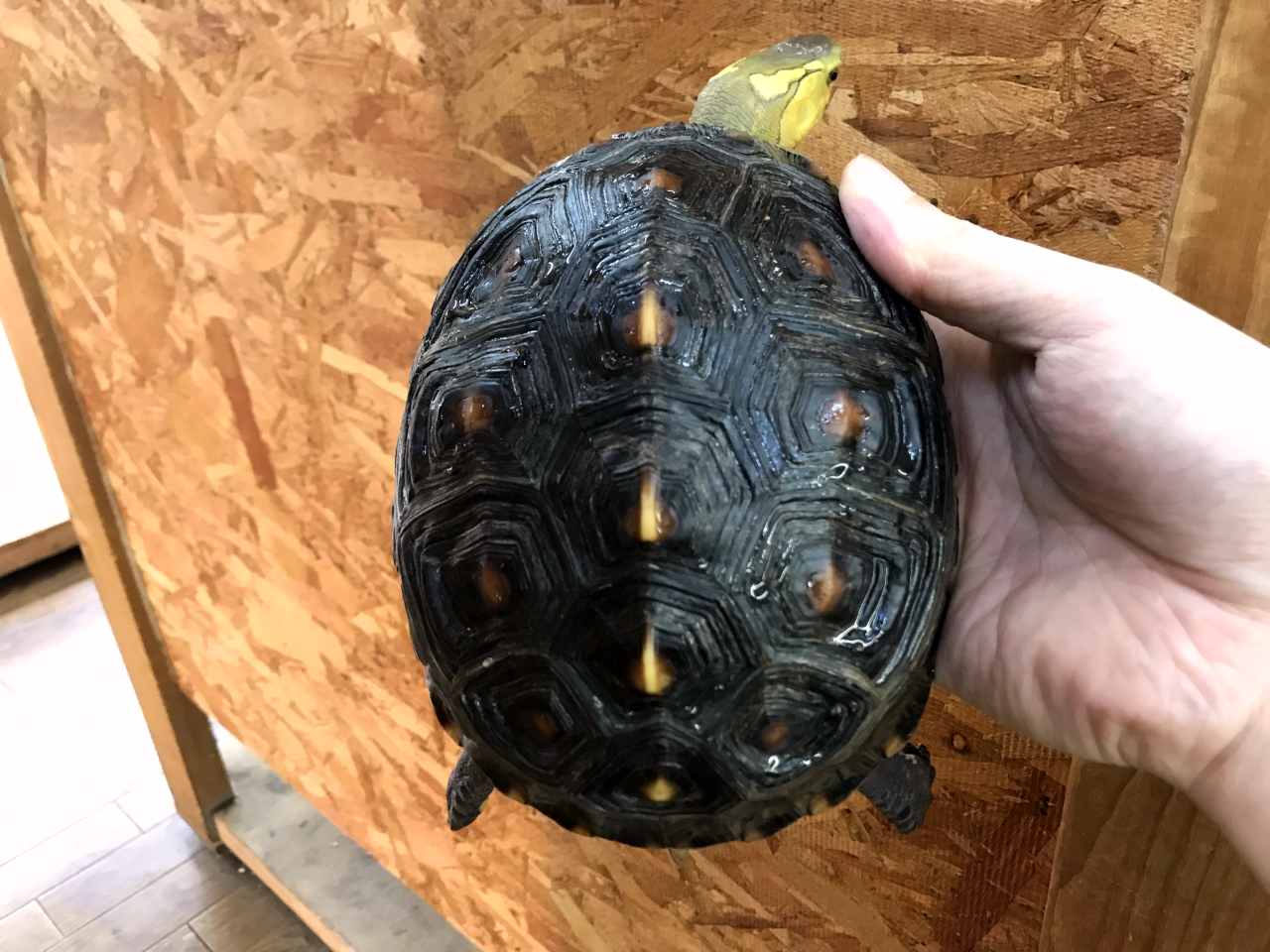 チュウゴクセマルハコガメ(5)