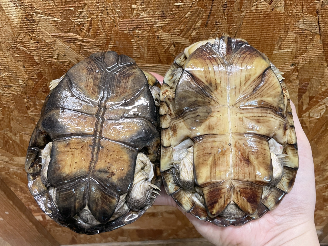 アフリカヌマヨコクビガメ(4)