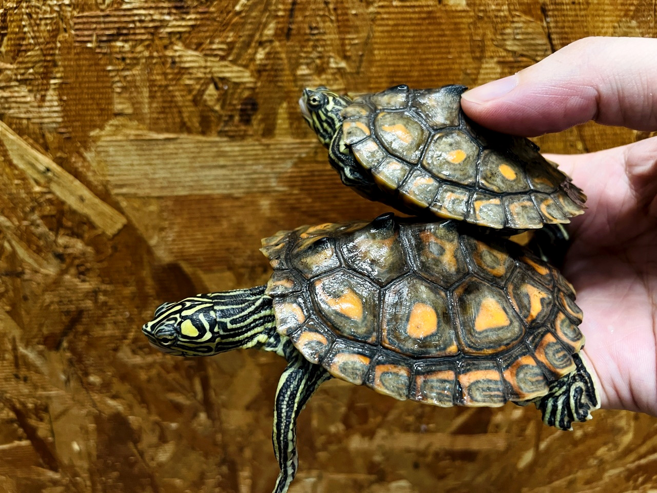 キマダラチズガメ(6)