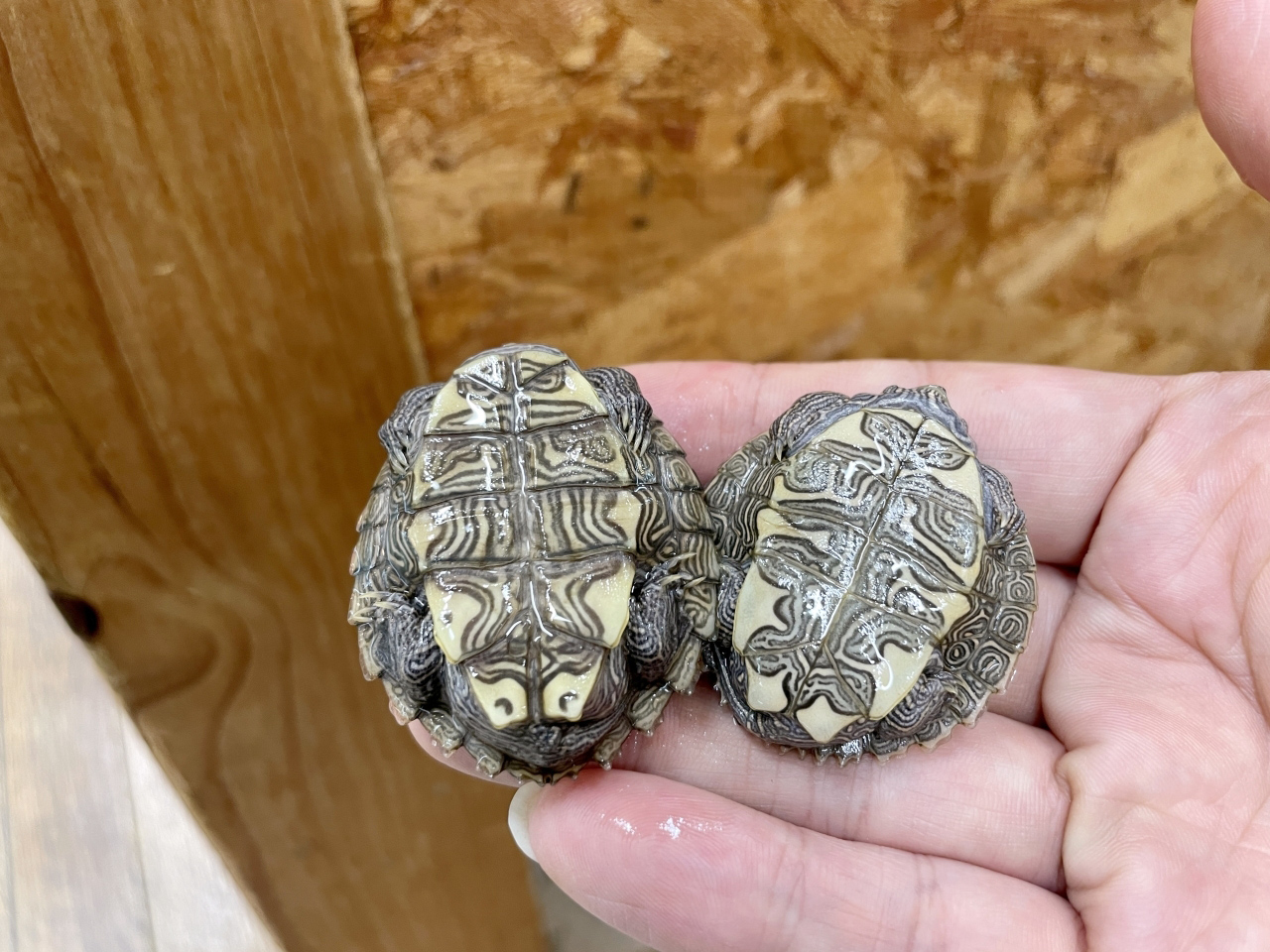 ニセチズガメ(3)