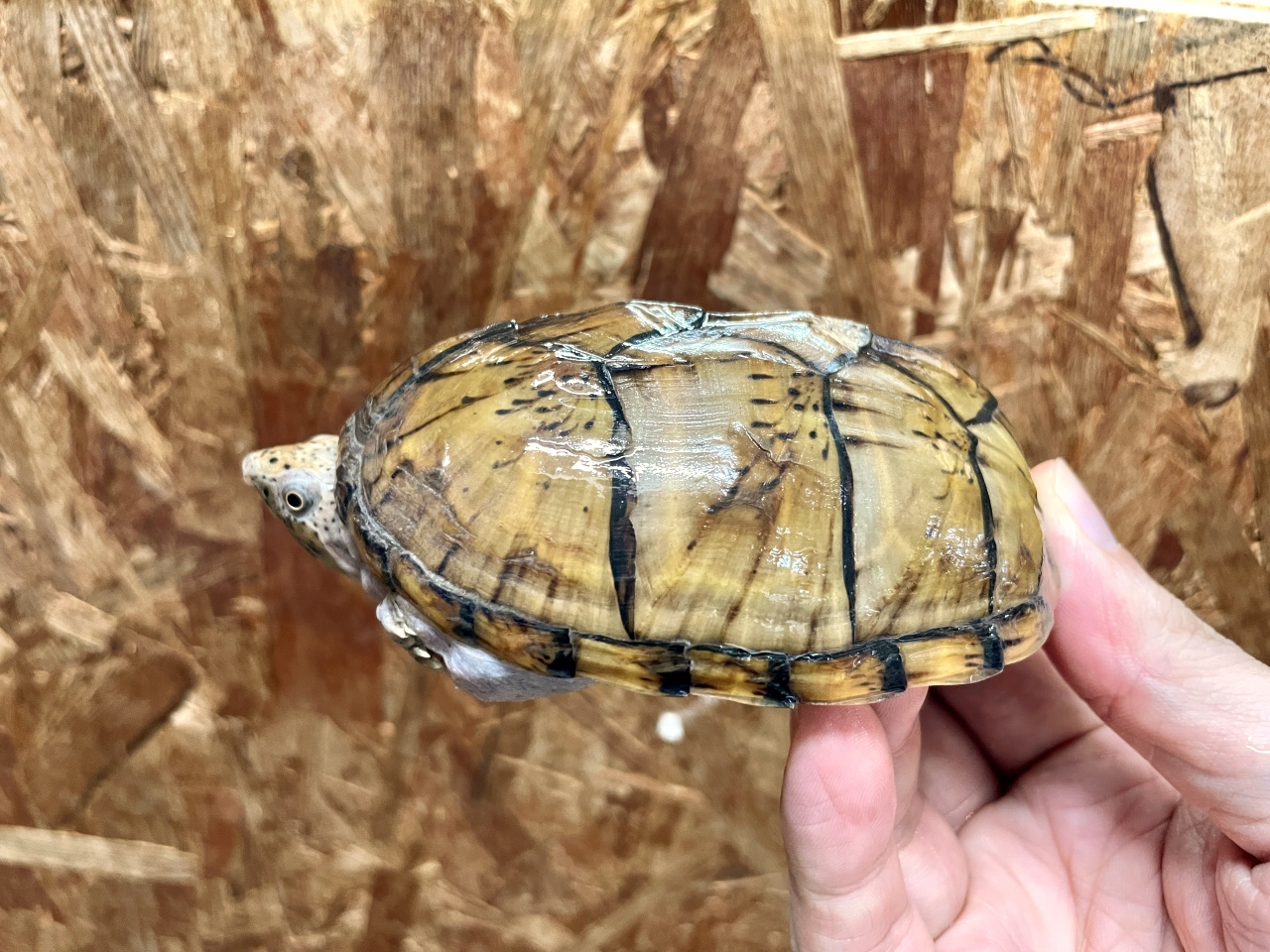 オオアタマヒメニオイガメ(10)