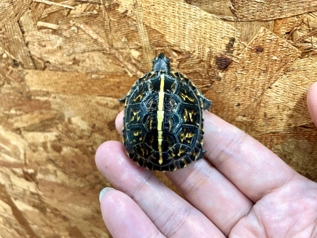 フロリダハコガメ