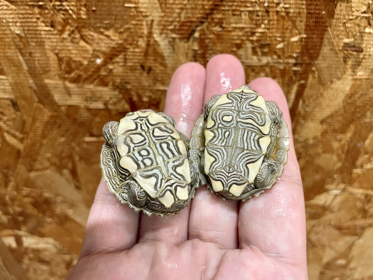 フトマユチズガメ(3)