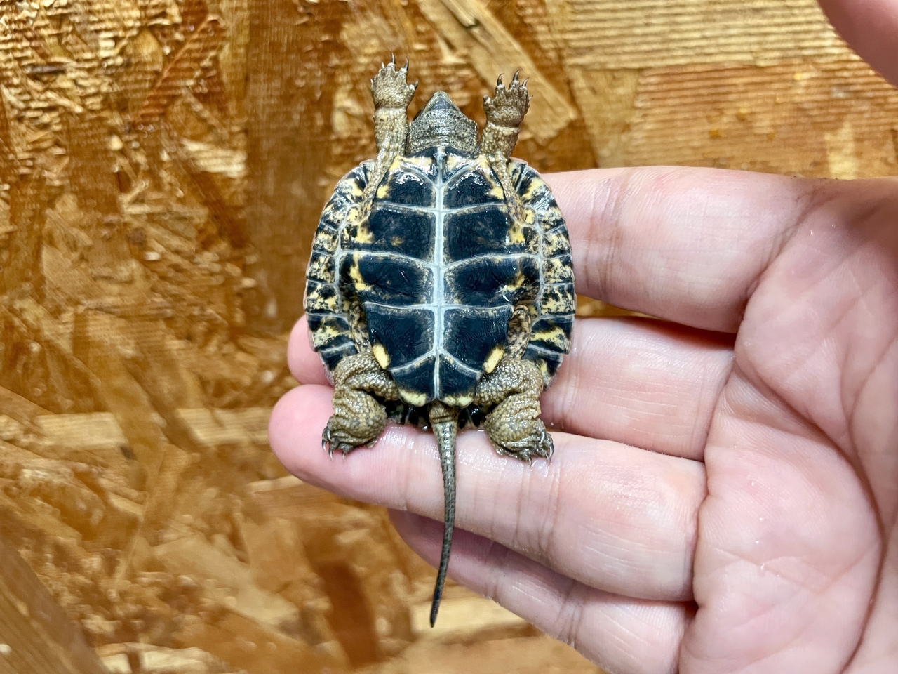 モリイシガメ(10)