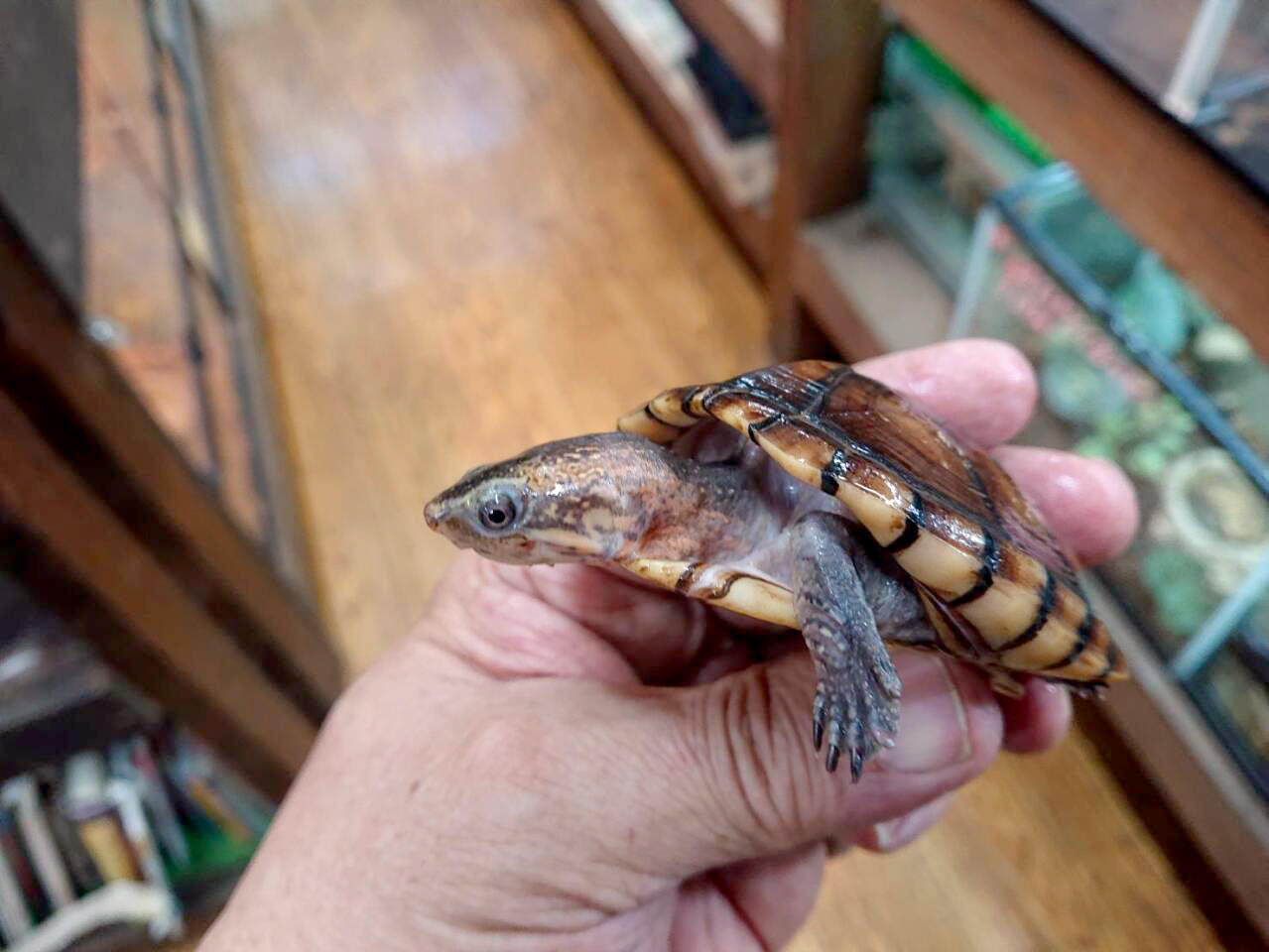 キタシロクチドロガメ(2)