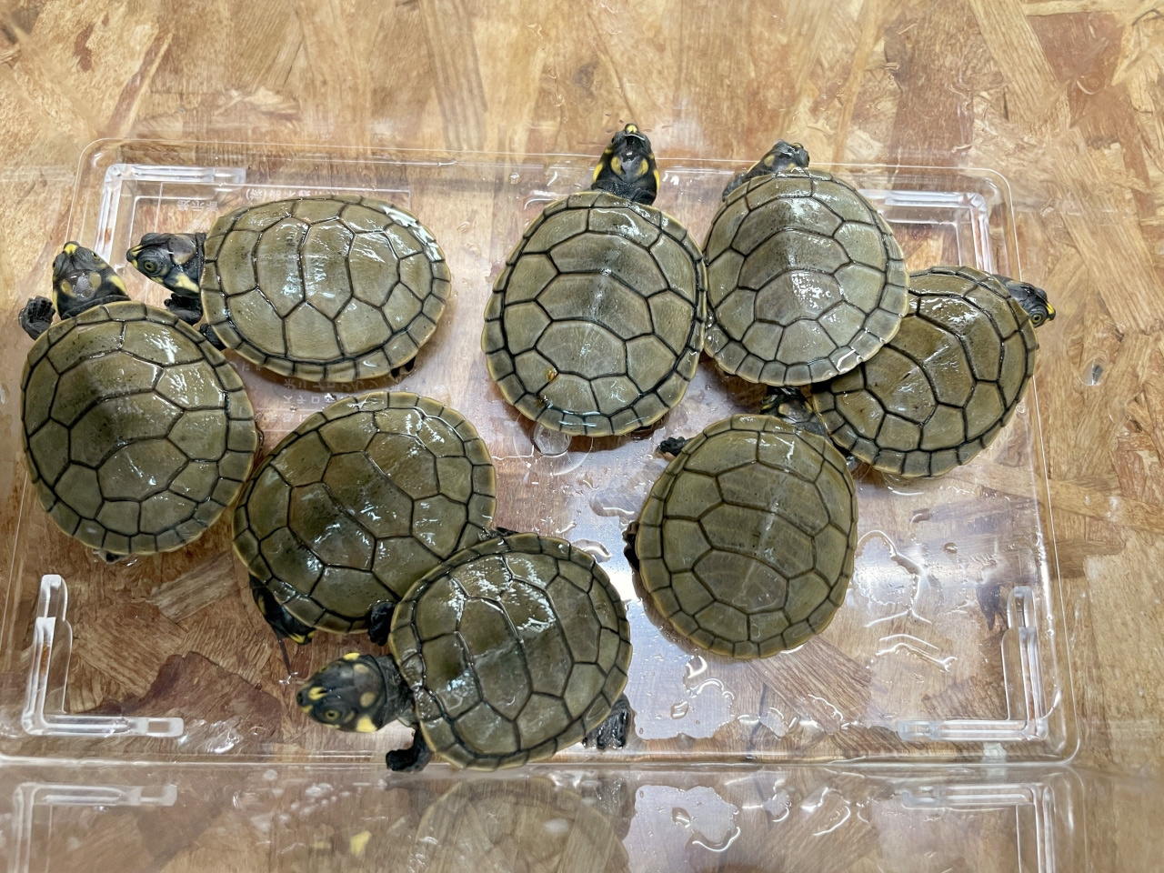 モンキヨコクビガメ(4)