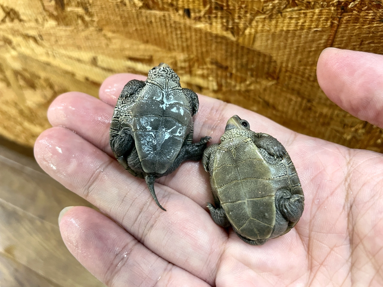 ノーザンダイヤモンドバックテラピン(11)