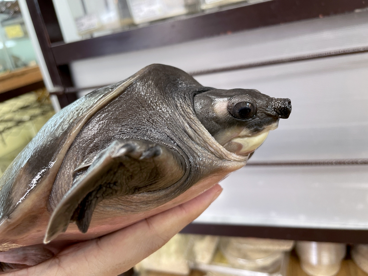 スッポンモドキ(3)