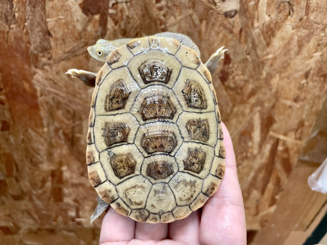 パーケリーナガクビガメ(6)