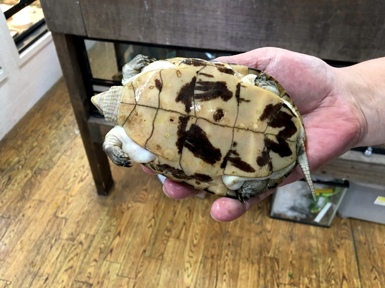 ジャノメイシガメ(12)