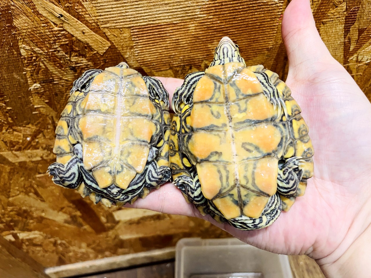 キマダラチズガメ(7)