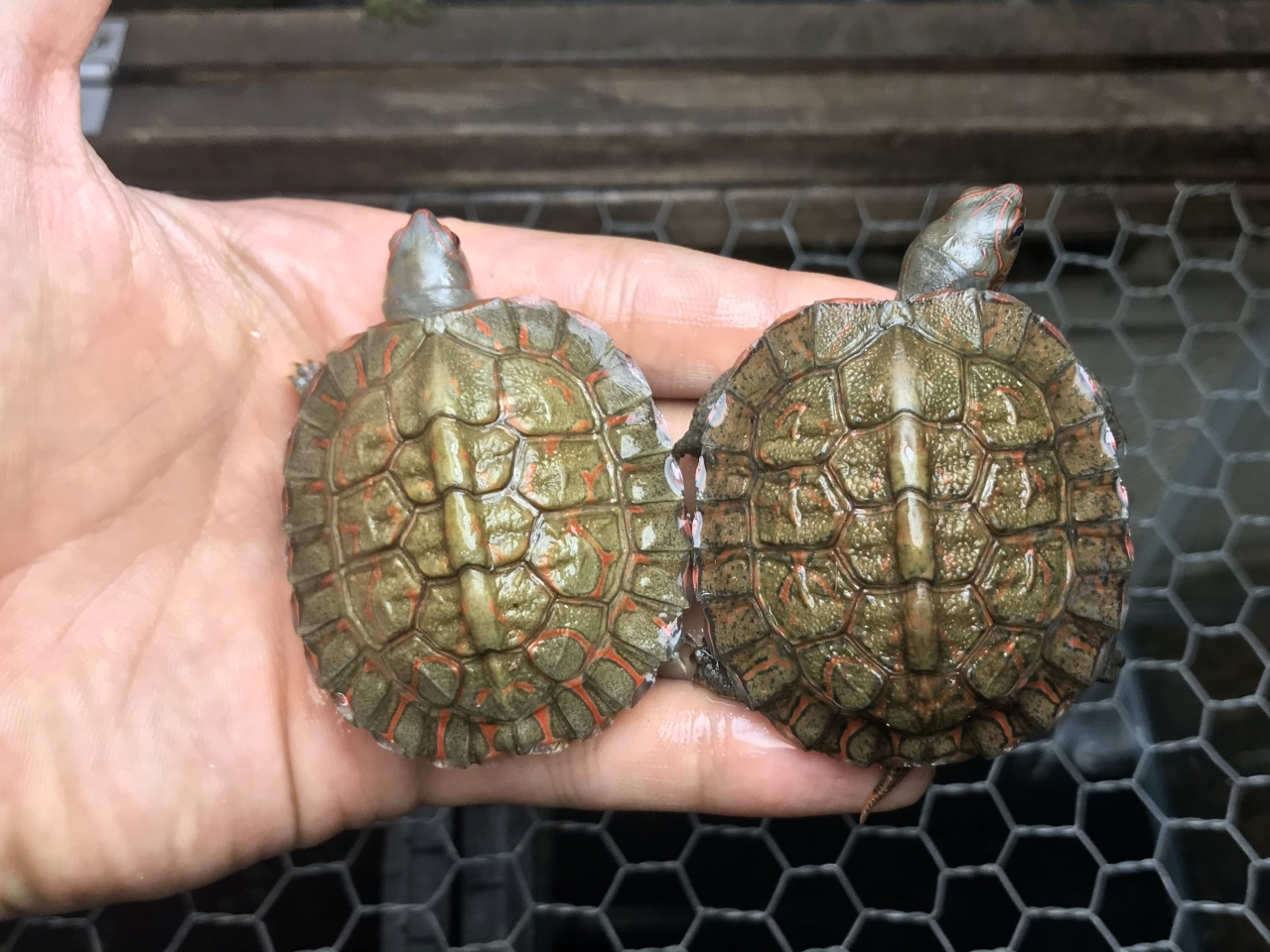 グァテマラアカスジヤマガメ(7)