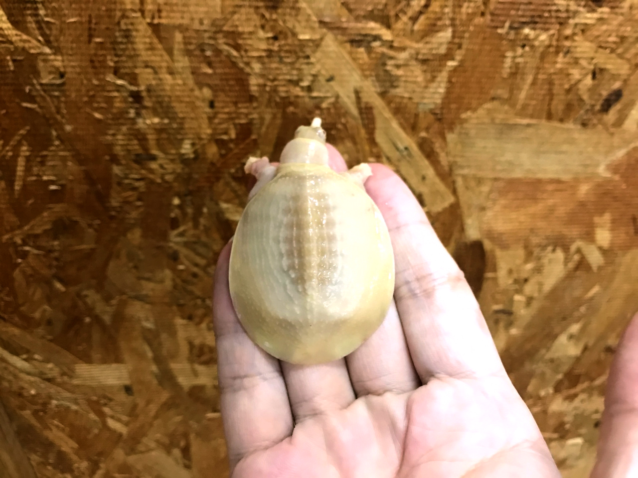 シナスッポン(4)