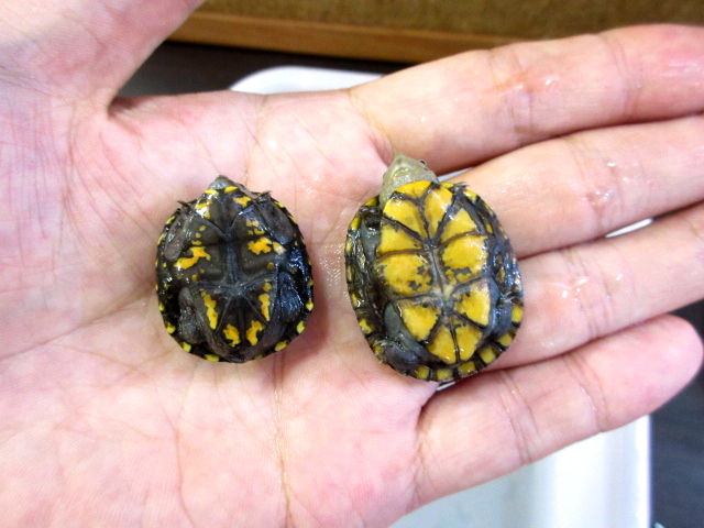 ホオアカドロガメ(11)