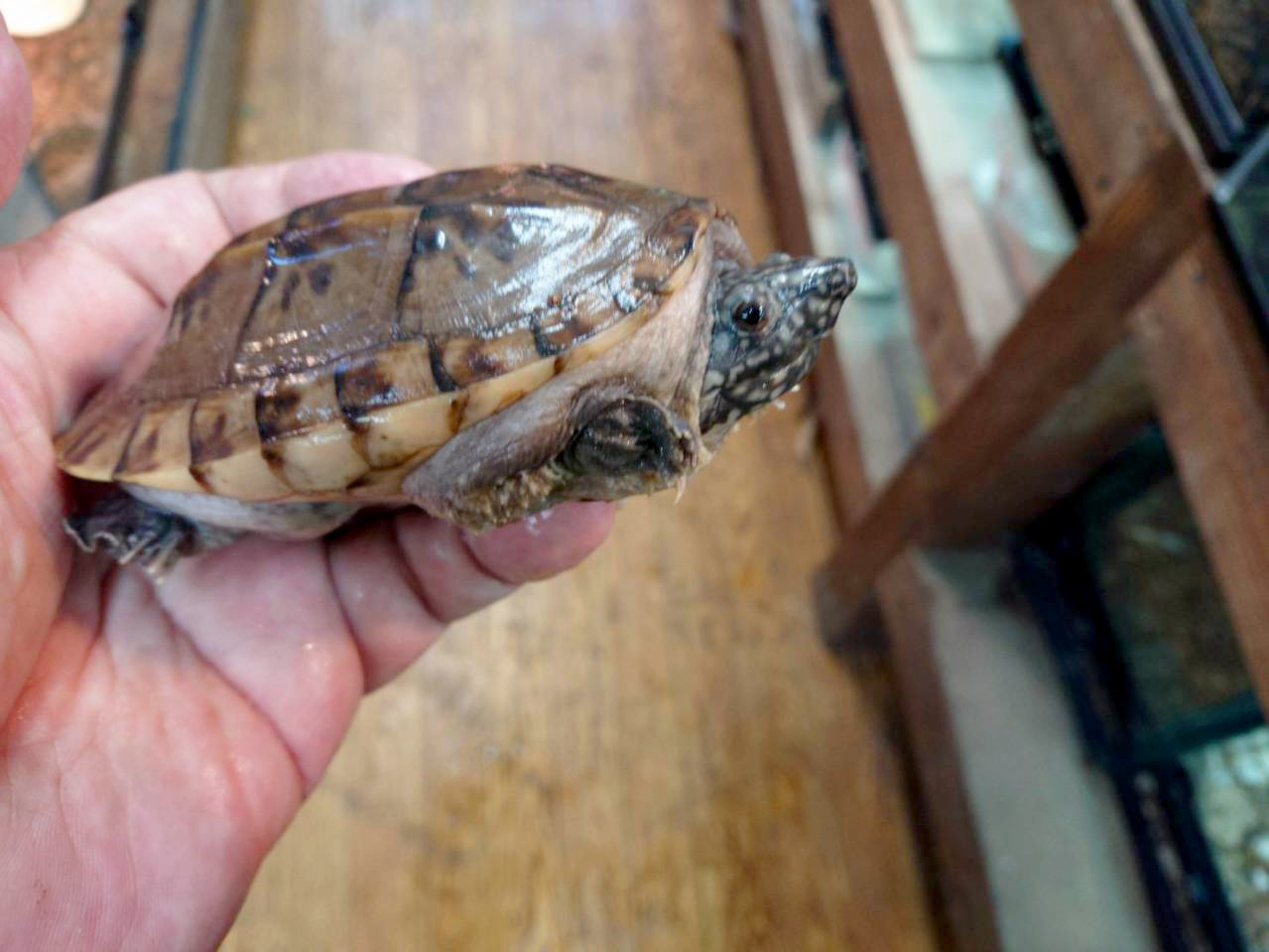 ジャイアントマスクタートル(7)