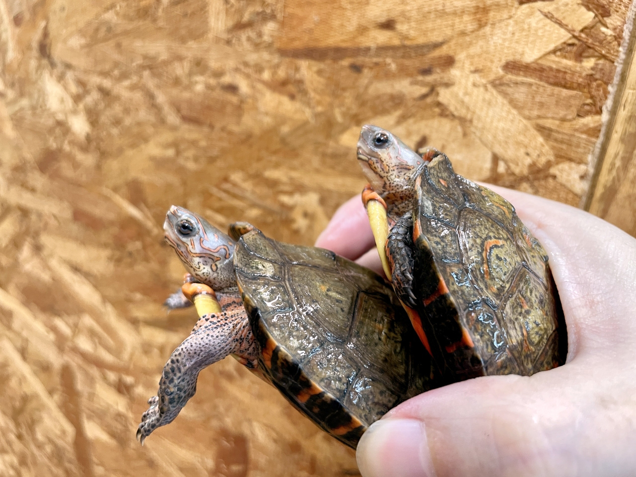 グァテマラアカスジヤマガメ(10)