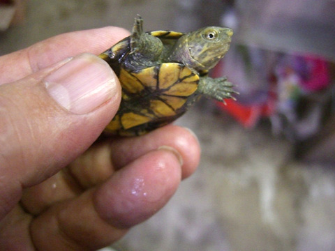 ゴツアシドロガメ(9)