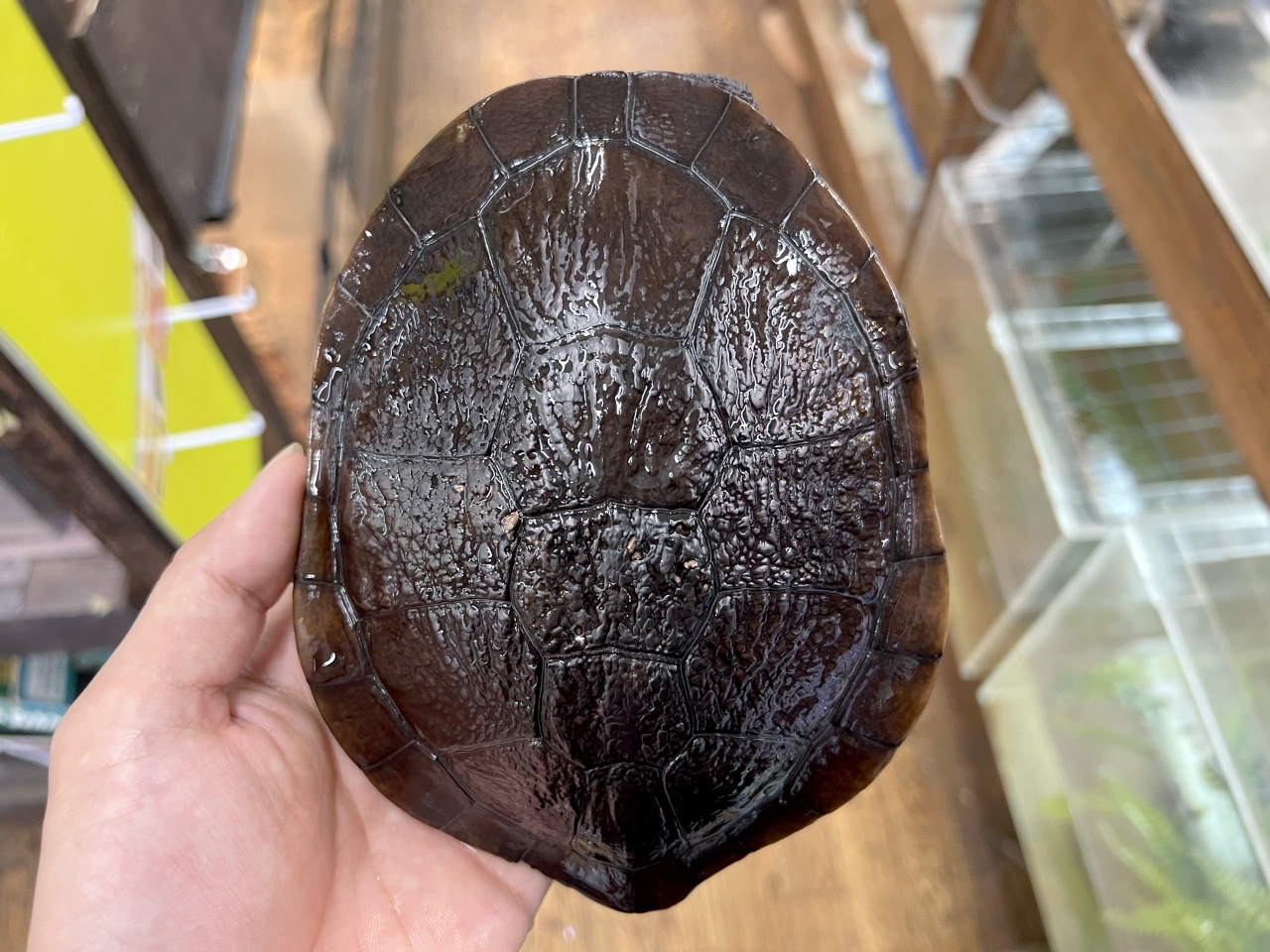 マッコードナガクビガメ(1)