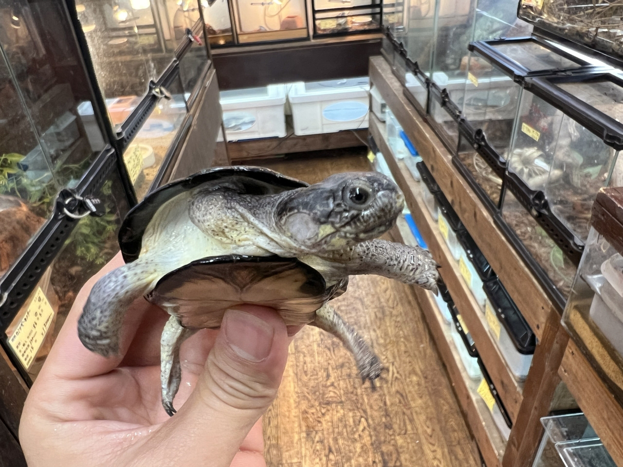 ヒメハコヨコクビガメ(8)