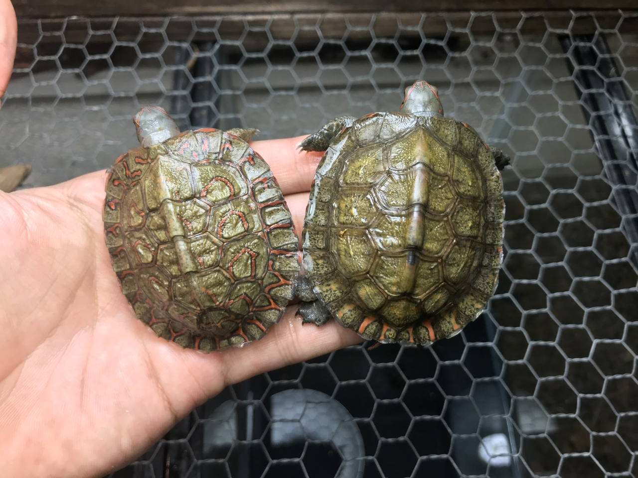 グァテマラアカスジヤマガメ(5)