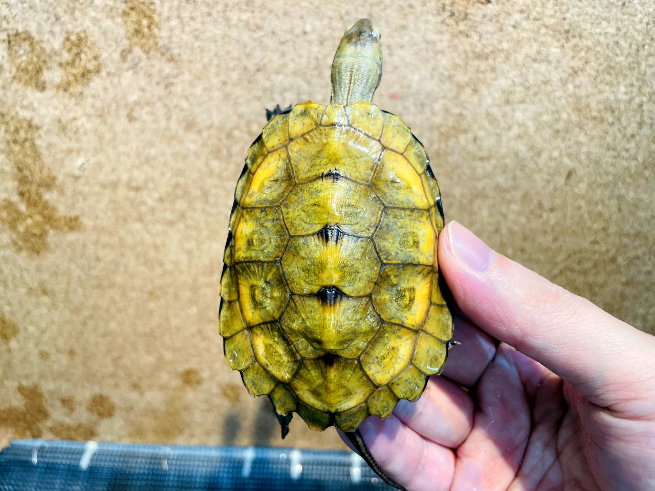 ニホンイシガメ(9)