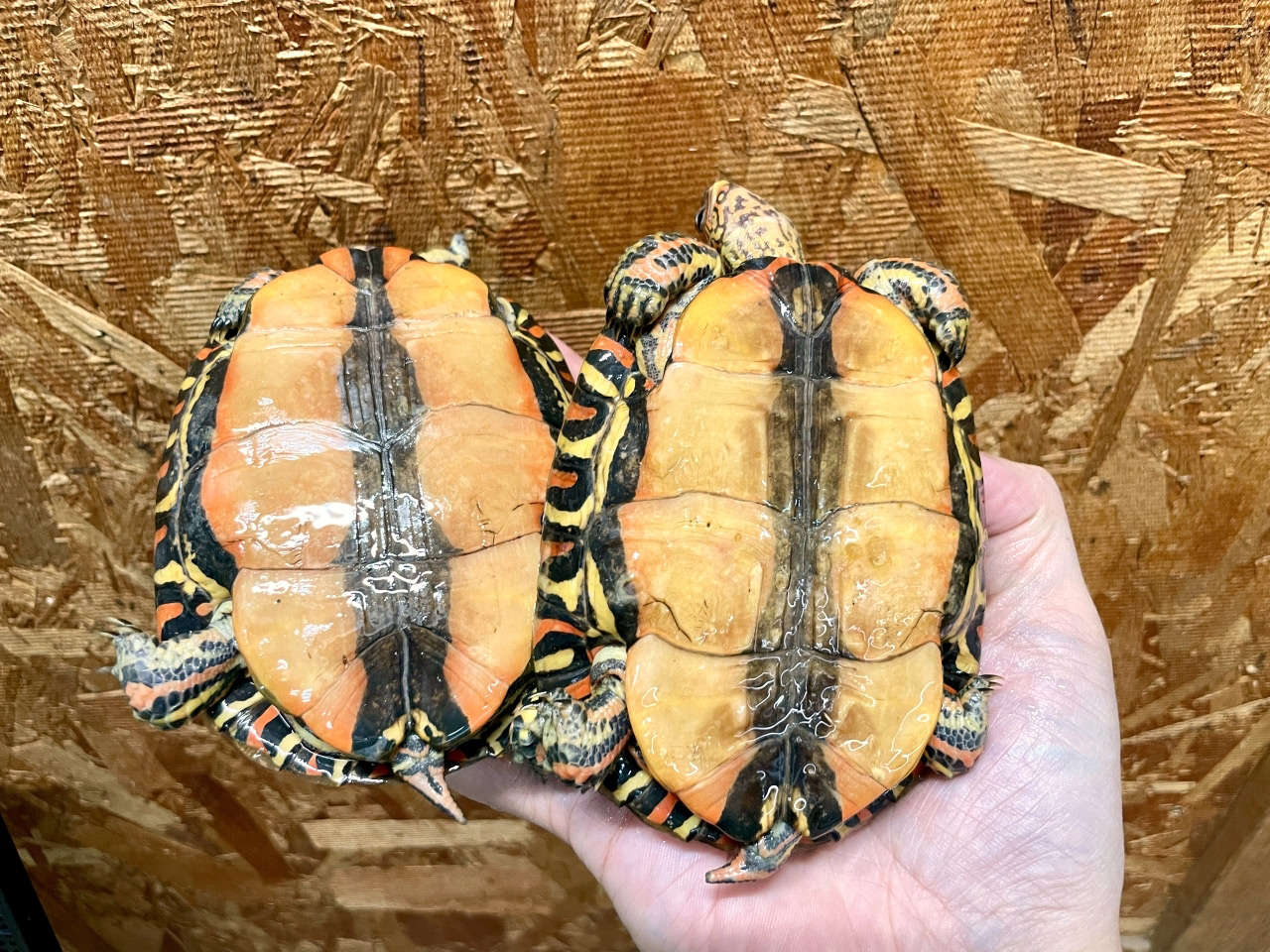 コスタリカアカスジヤマガメ(3)