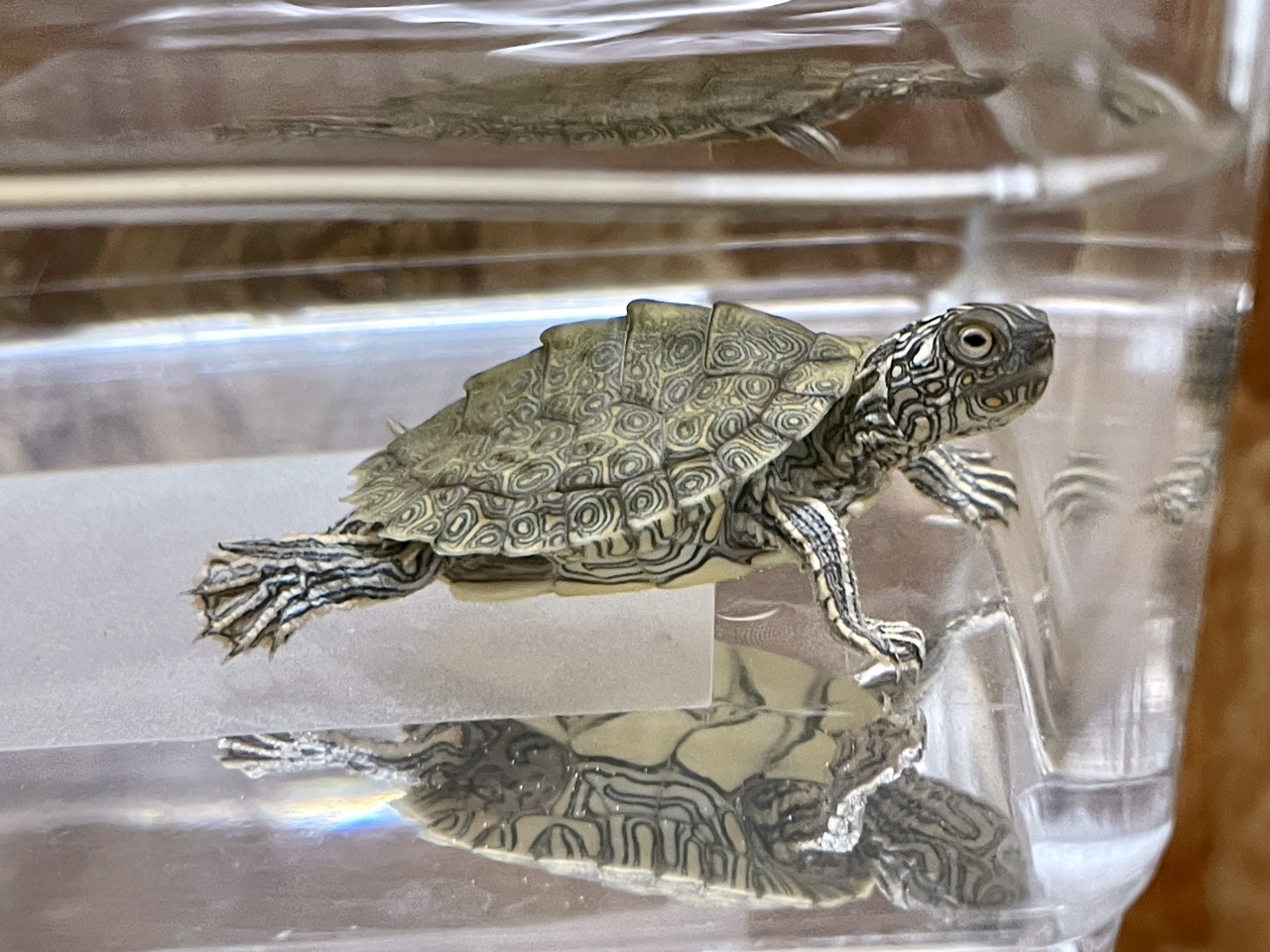 テキサスチズガメ(6)