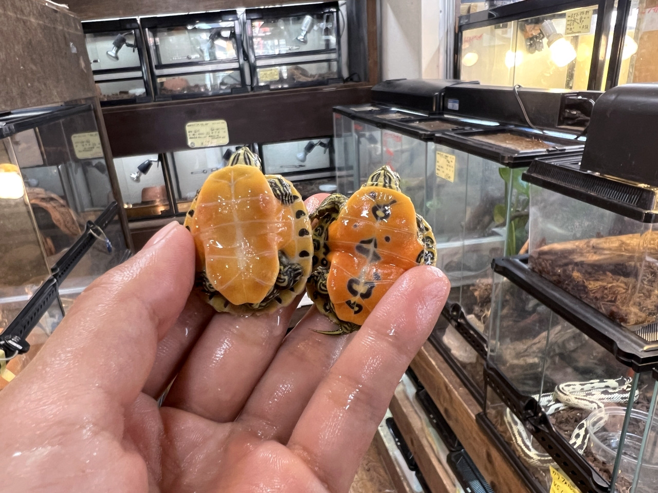 フロリダアカハラガメ(6)