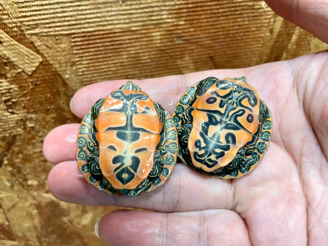 ノーザンレッドベリー(3)