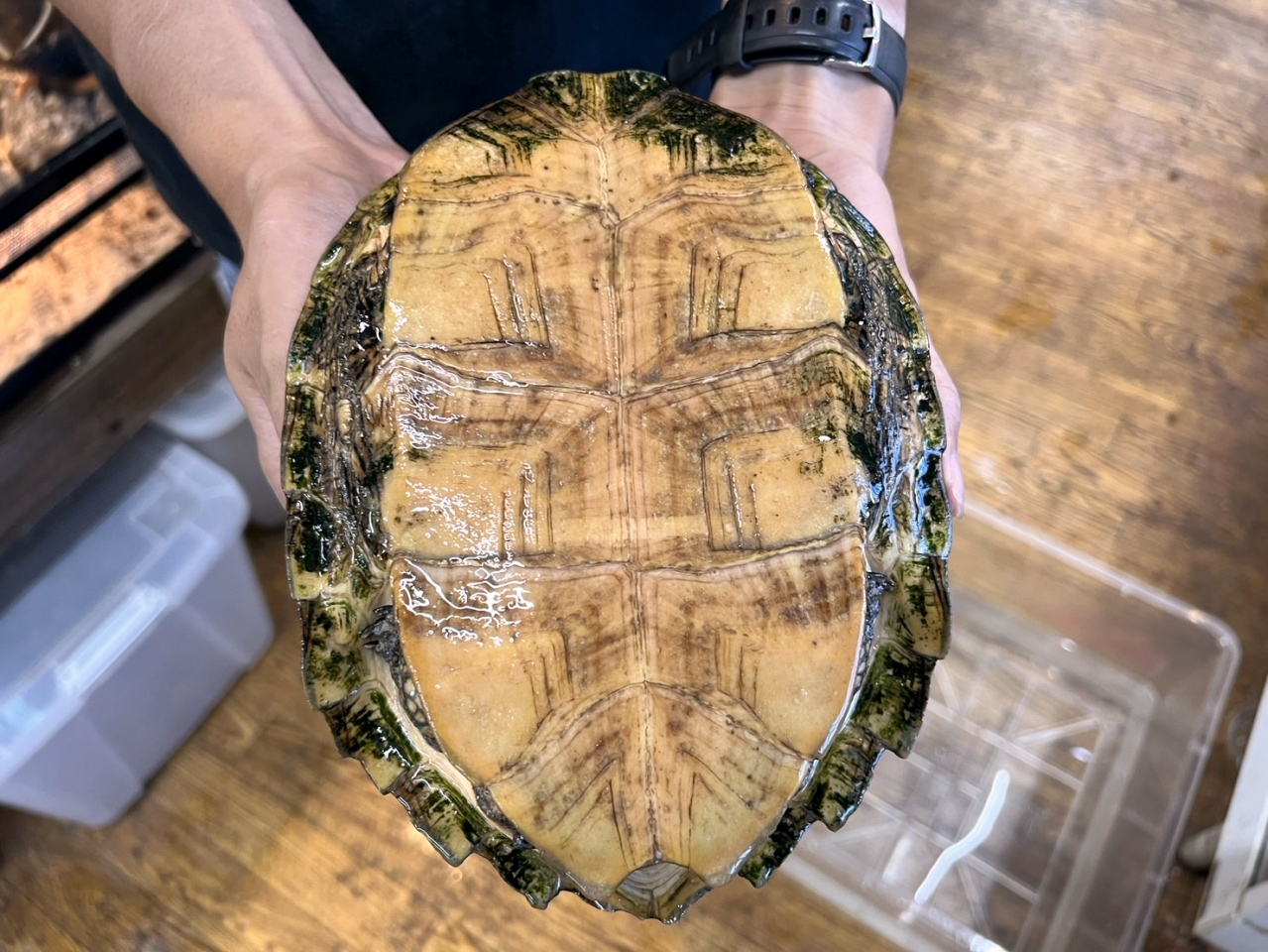 キバラマルガメ(3)