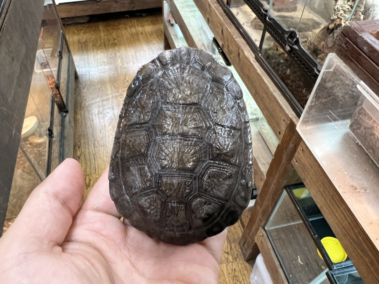 チモールナガクビガメ(9)