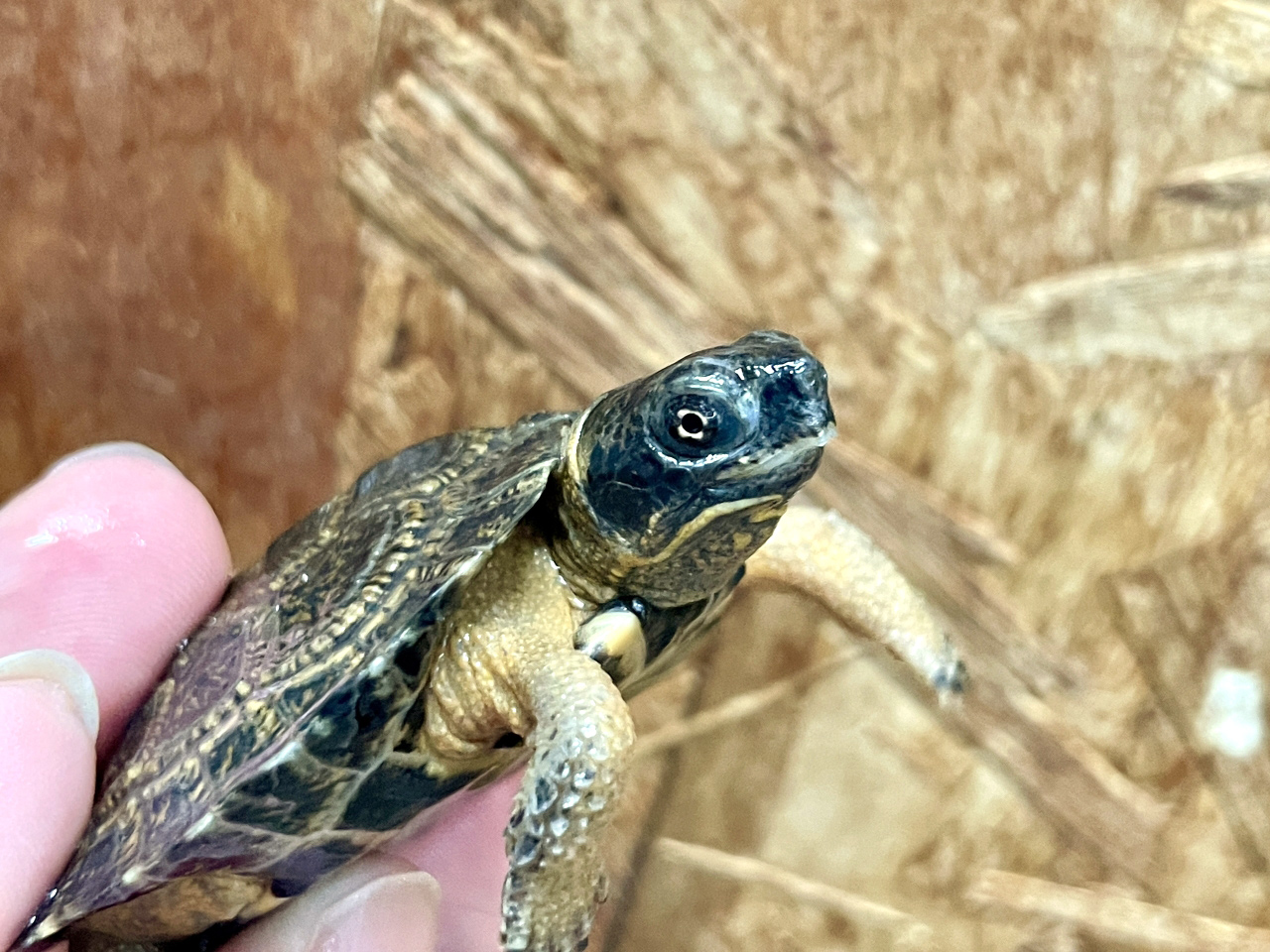 モリイシガメ(3)