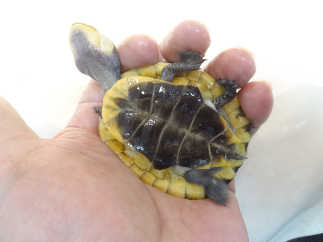 アマゾンカエルガメ(8)