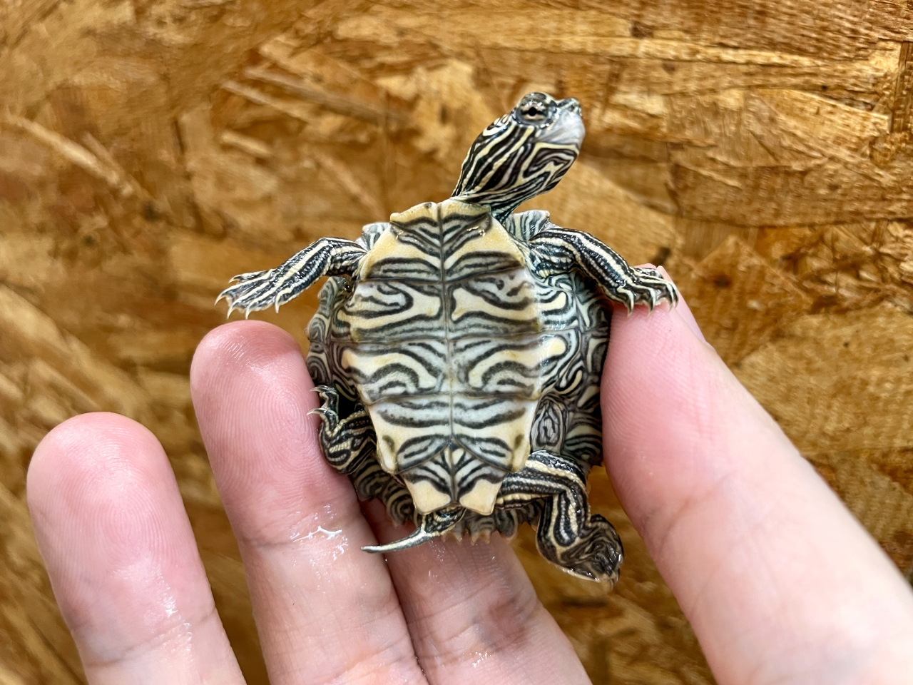 デルタクロコブチズガメ(4)