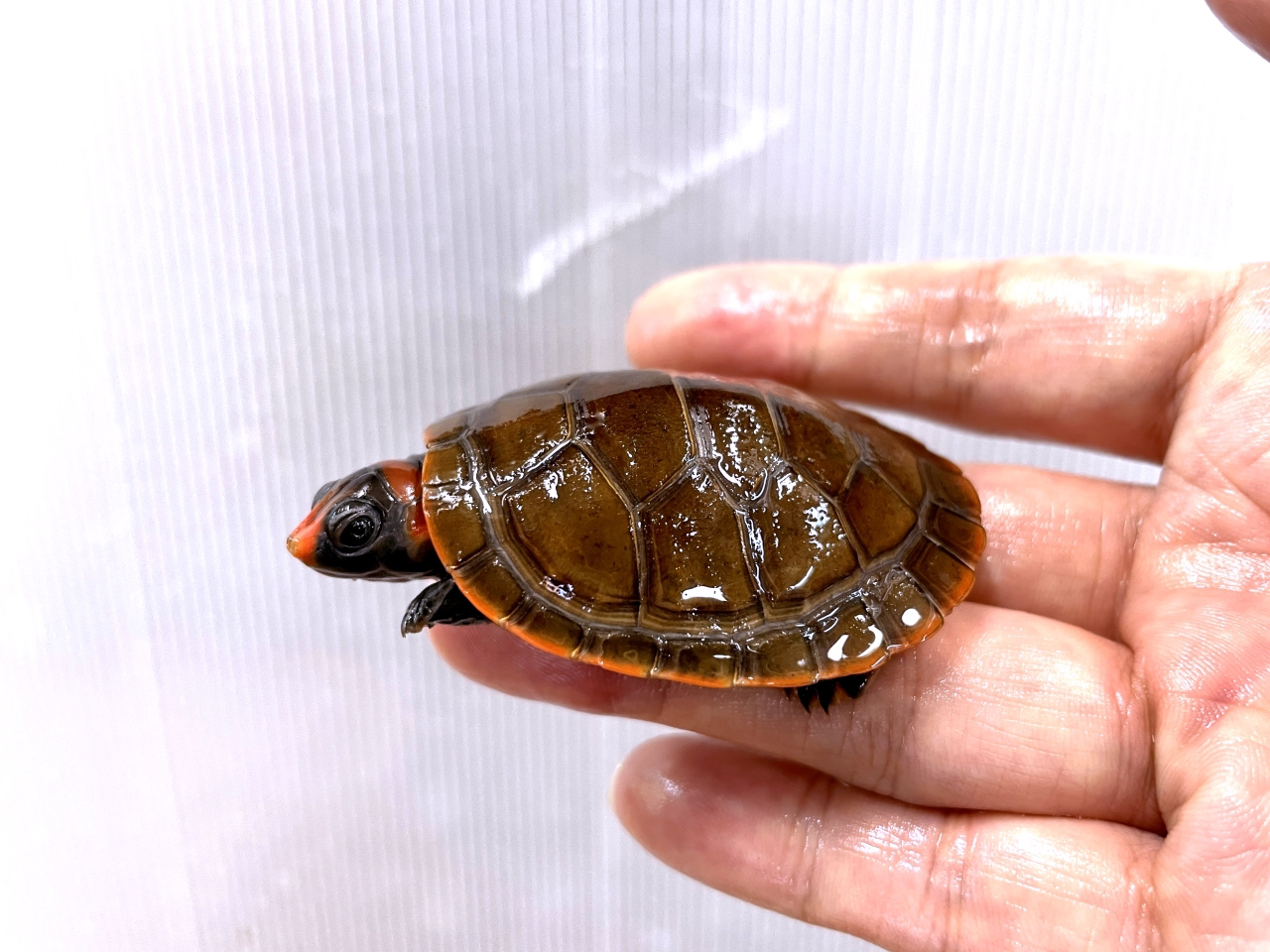 カイエンズアカヨコクビガメ(1)