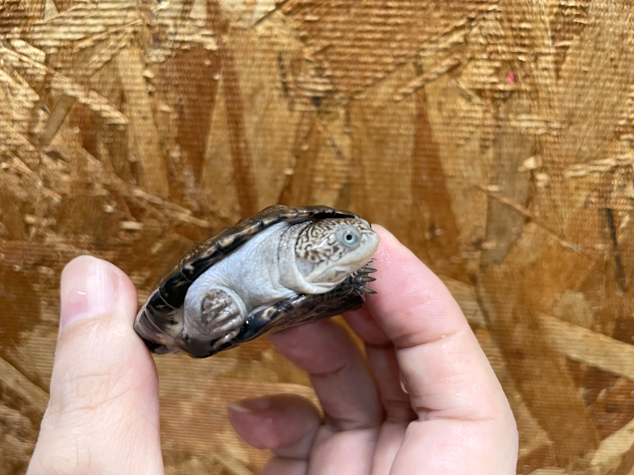 トゥルカナハコヨコクビガメ(11)