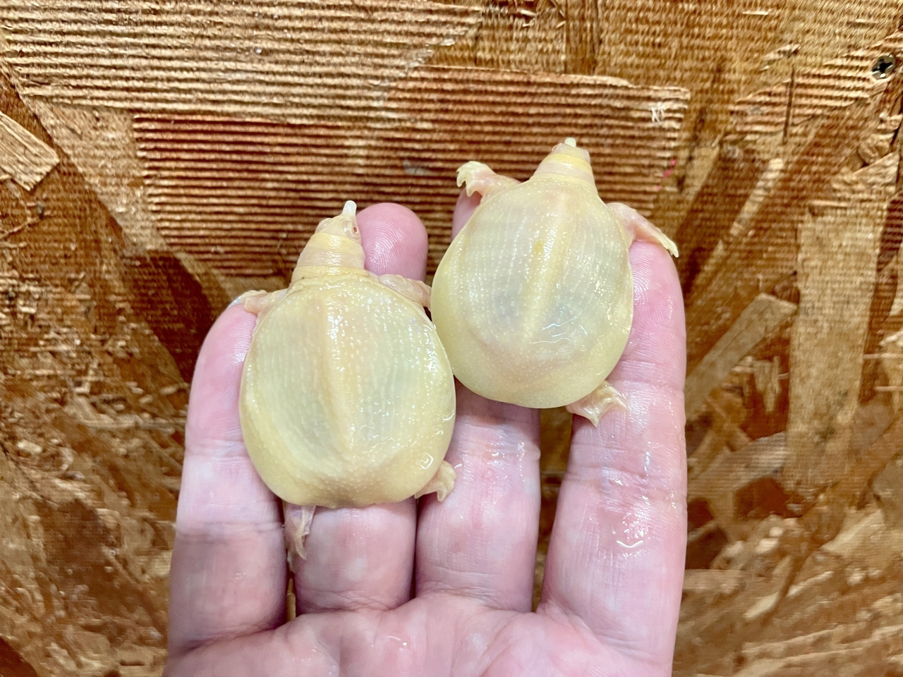 シナスッポン(8)